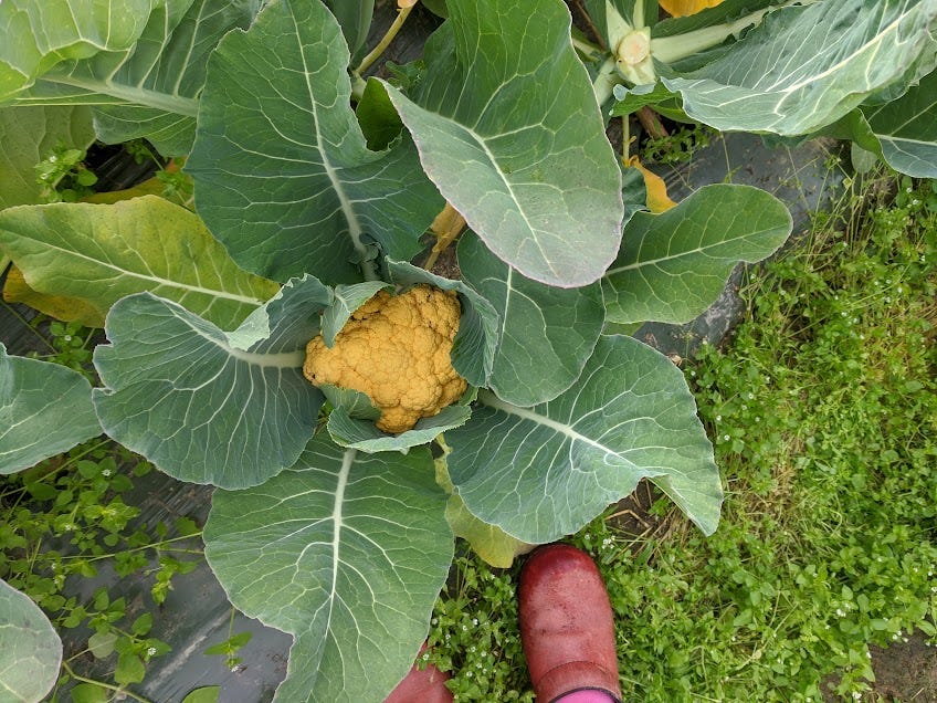 standing over a golden cauliflower at a u-pick farm