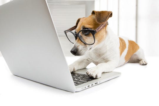 Dog Typing On Computer Images – Browse 7,983 Stock Photos ...