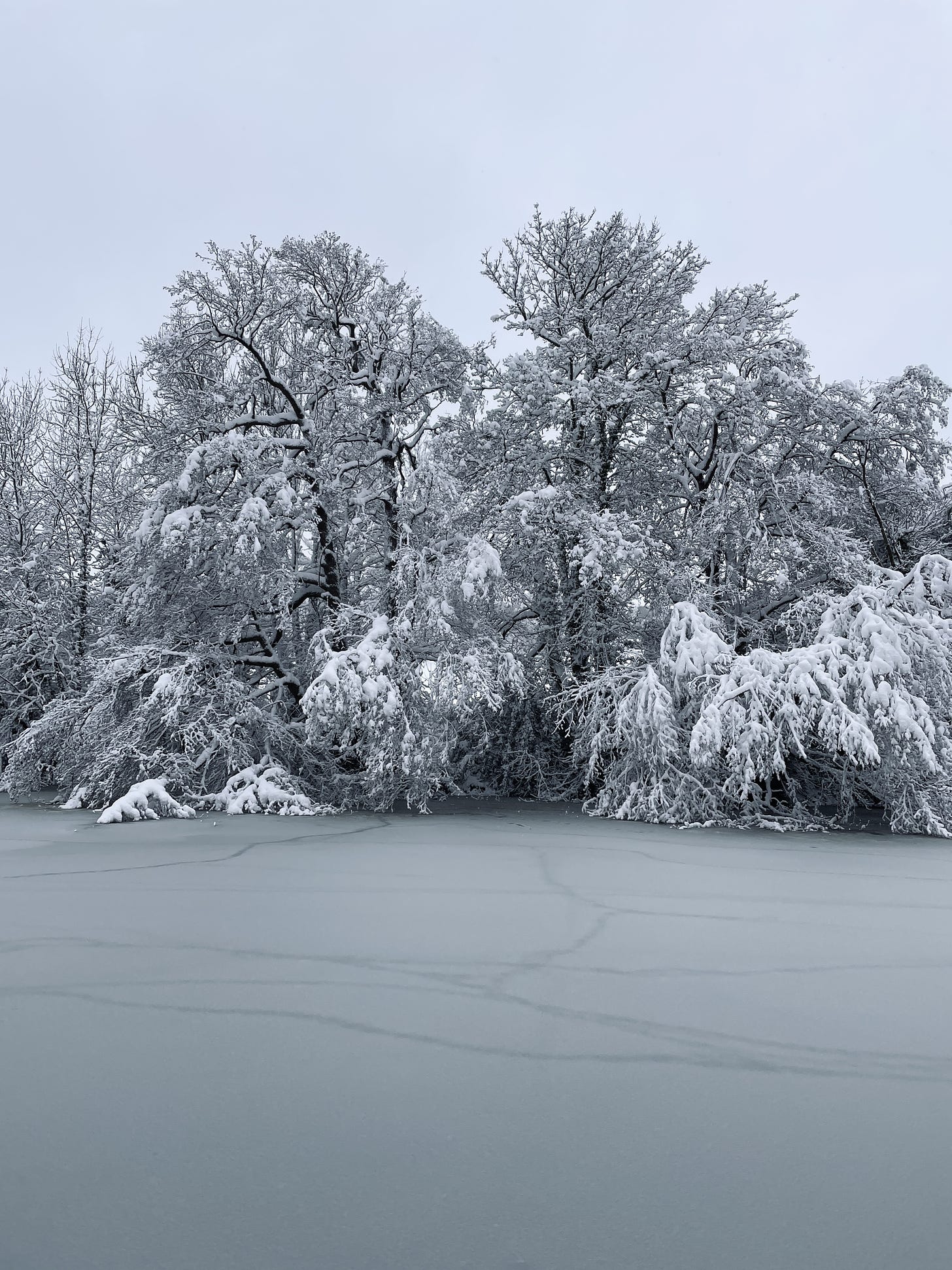 A snow scene. Trees covered in snow line the edge of a frozen pond on a grey day.