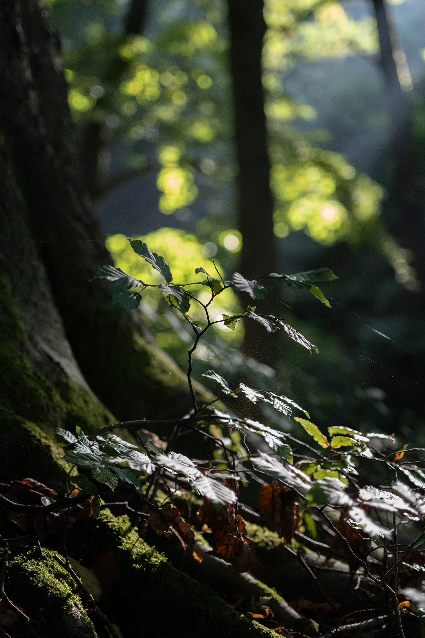 beech sapling nutclough woods