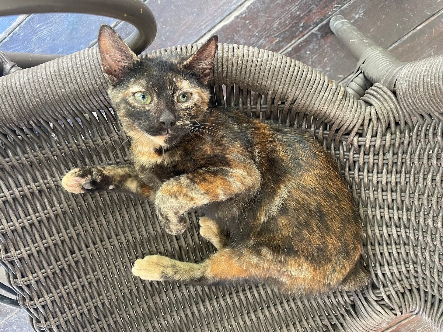 Tortoiseshell cat with no tail laying on rattan chair
