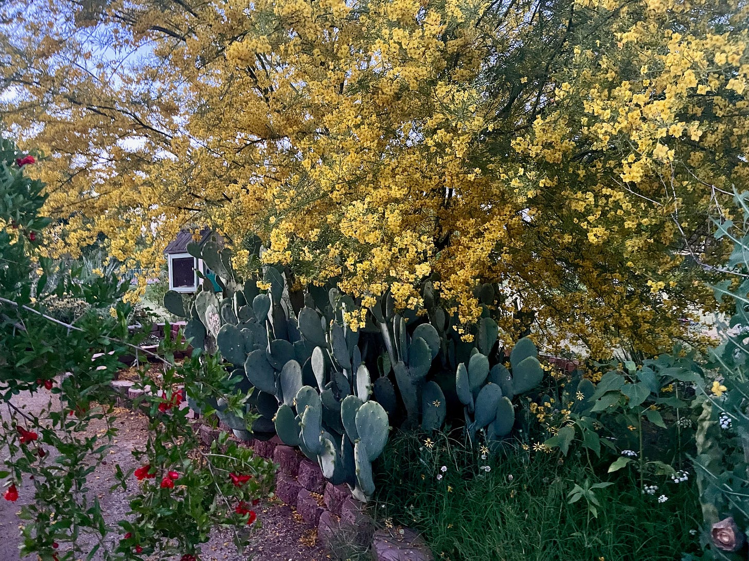 a Palo Verde tree and pomegranate tree in bloom, with some cactus too