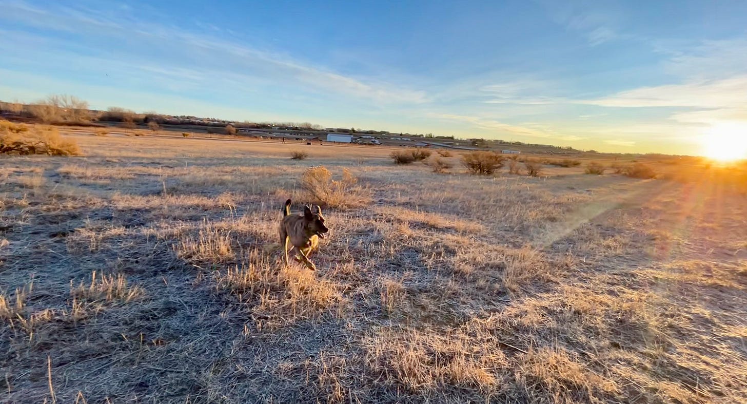 My dog running across a frozen field as the sun comes up on January 1, 2025.