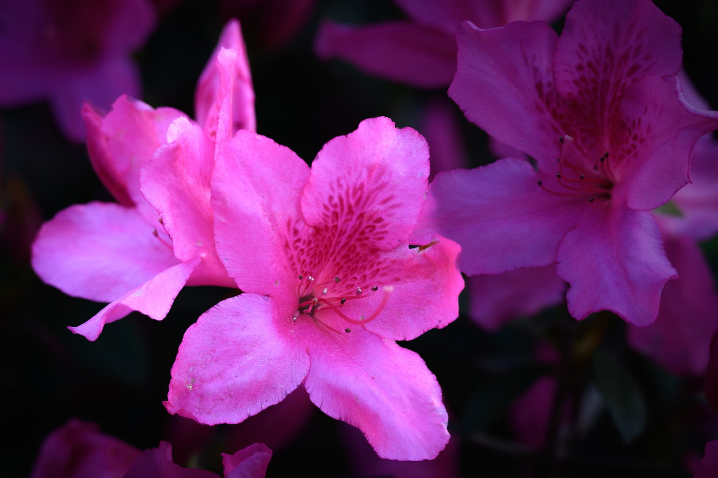 Pink azaleas highlighted with more in the darkened background