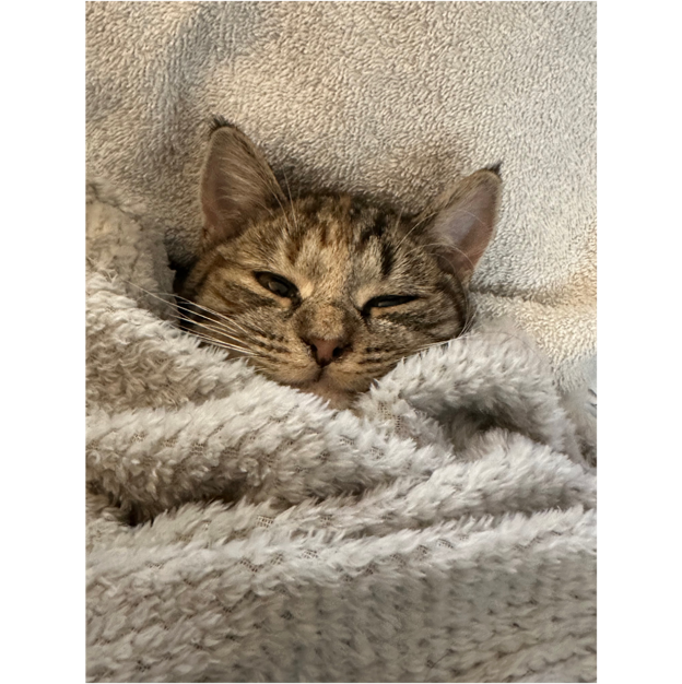 A cat lying on a blanket

Description automatically generated