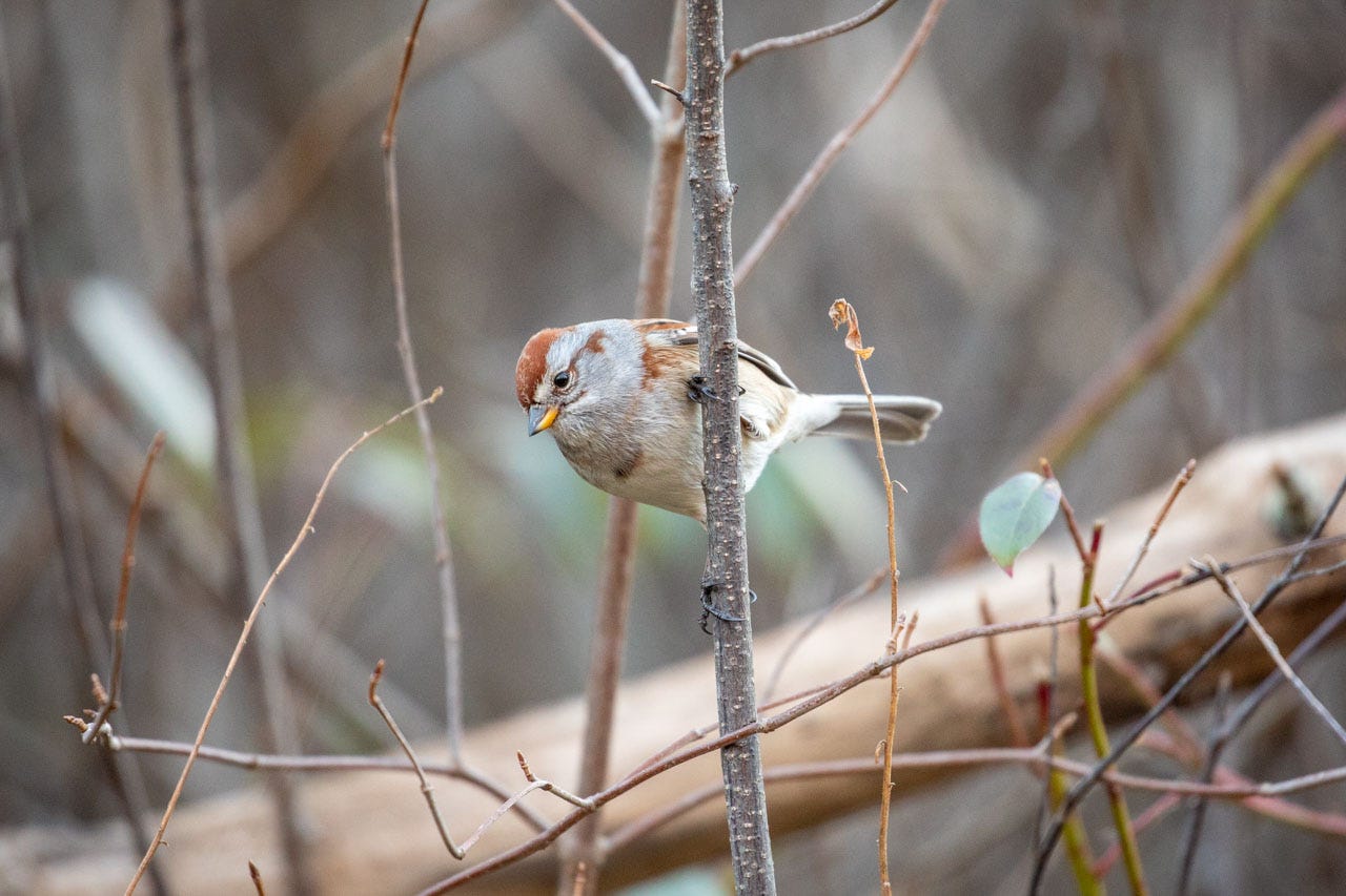 an american tree sparrow clings to a vertical twig, looking curiously at the camera. their beak is half gray on top, yellow-orange on the bottom; they have a gray head with a red-brown cap and a cream tummy.