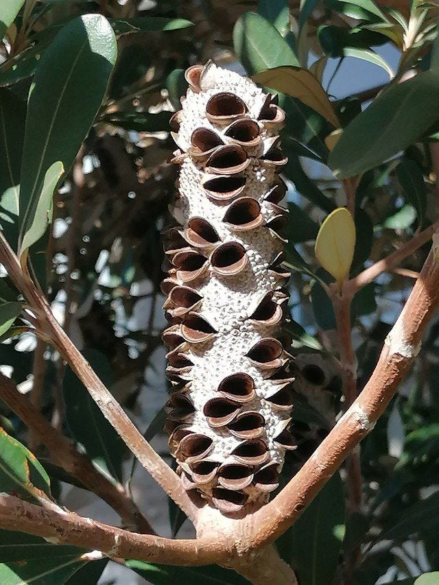 Banksia integrifolia [seed pod discharged wikicommons].jpg
