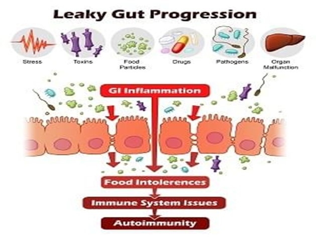 Leaky gut progression