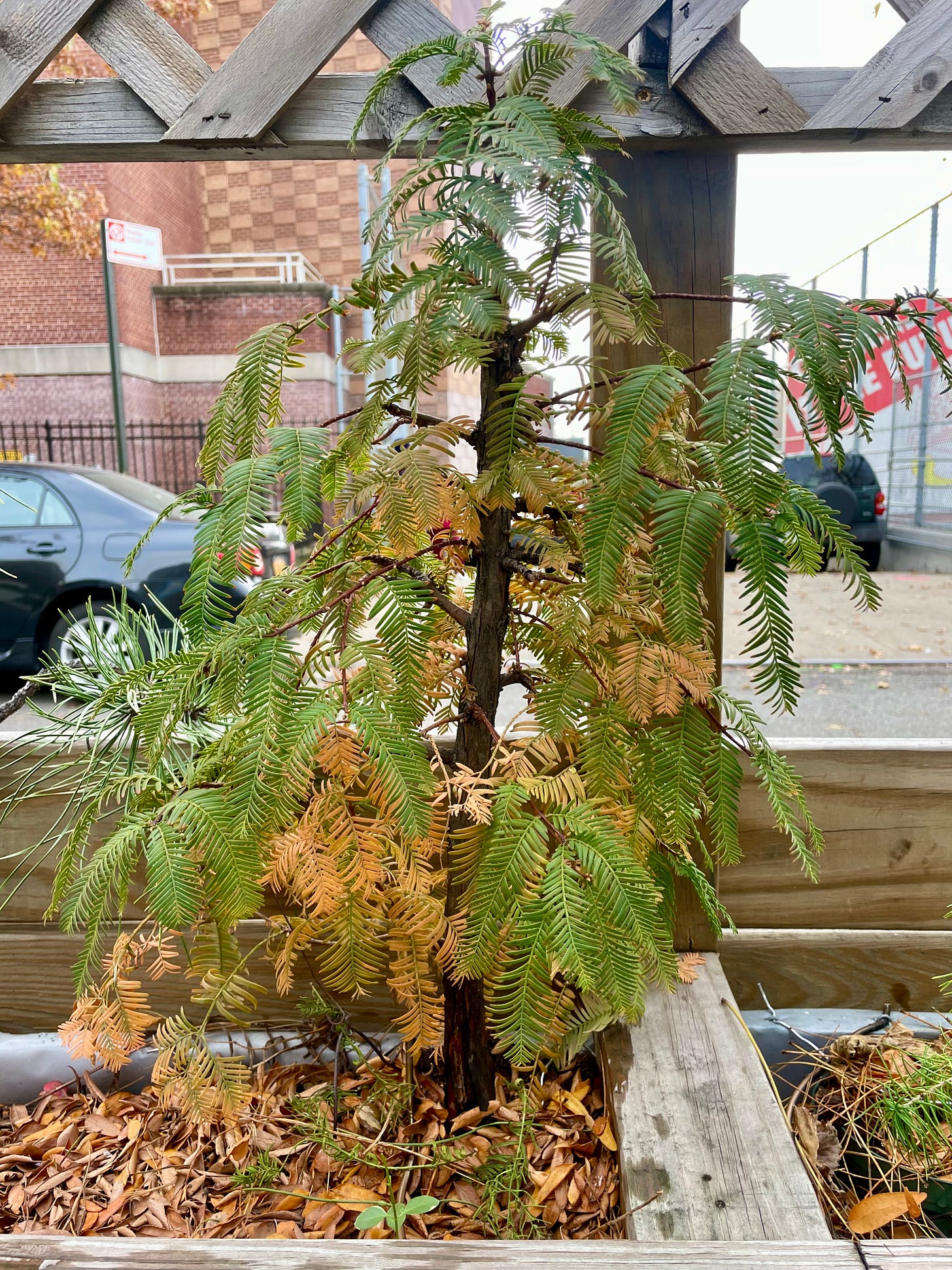 ID: Dawn redwood bonsai showing the beginnings of fall color