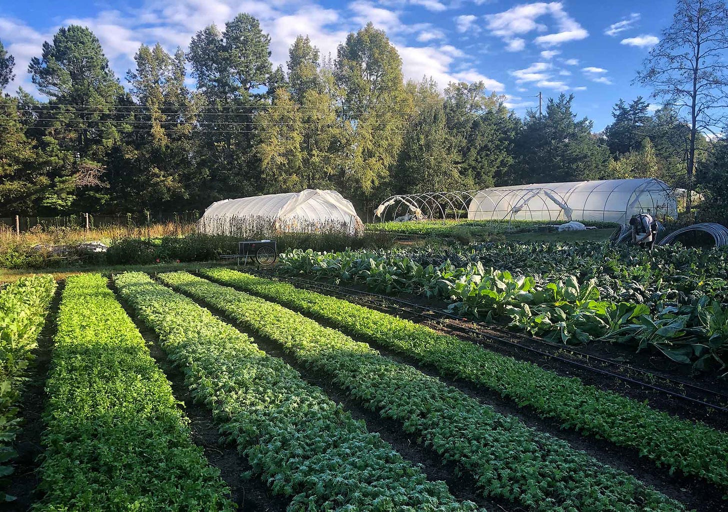 The Real Climate Impact of Organic Farming - FoodPrint