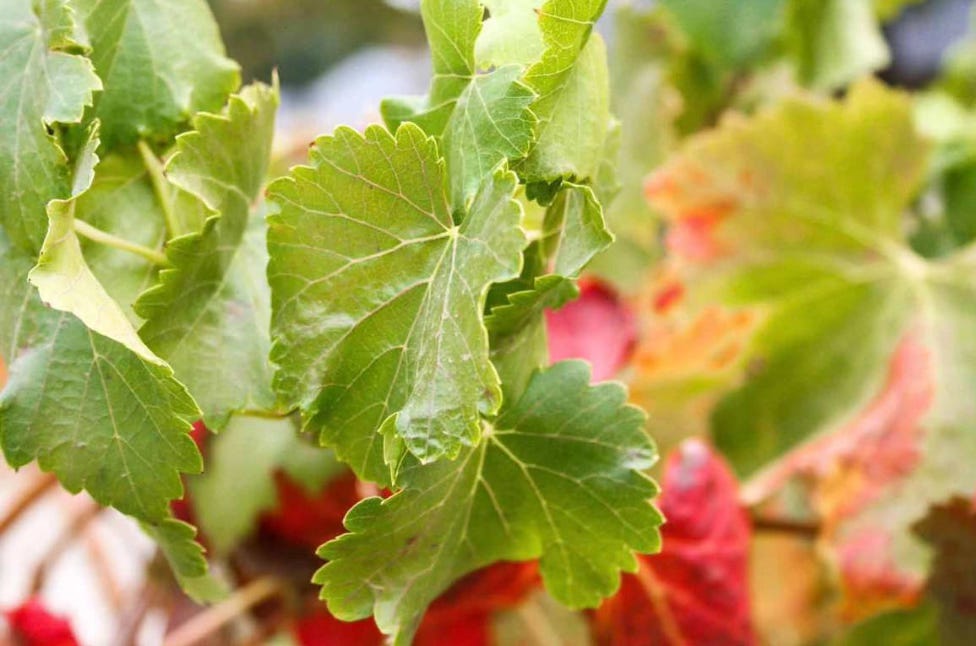 close up on Barossa Valley vines