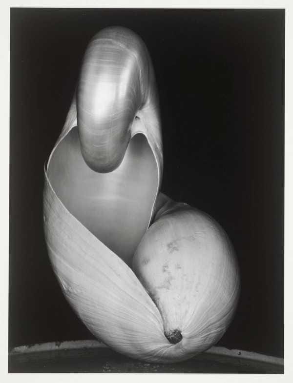Shells', Edward Weston, 1927, printed later | Tate