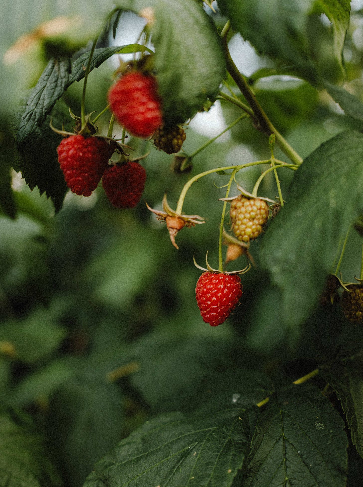 Close up of fresh raspberries growing on a bush.