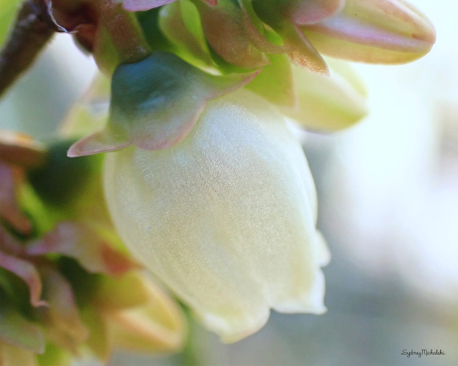 A close-up of a shimmering white wild blueberry blossom in gentle morning light.