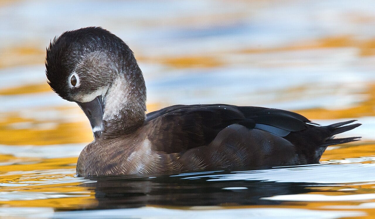 female ring-necked duck