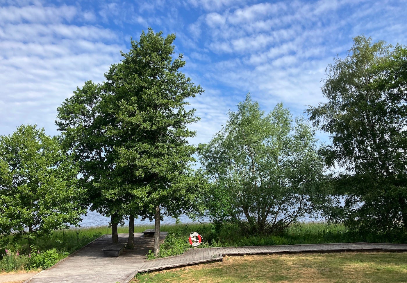 Trees and a life preserver by the lake side