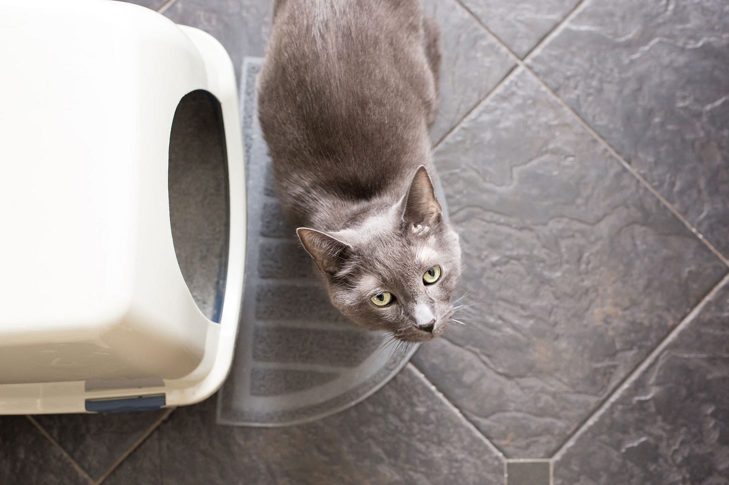 A grey cat looks up. They are standing next to a covered litter box on a tiled floor.