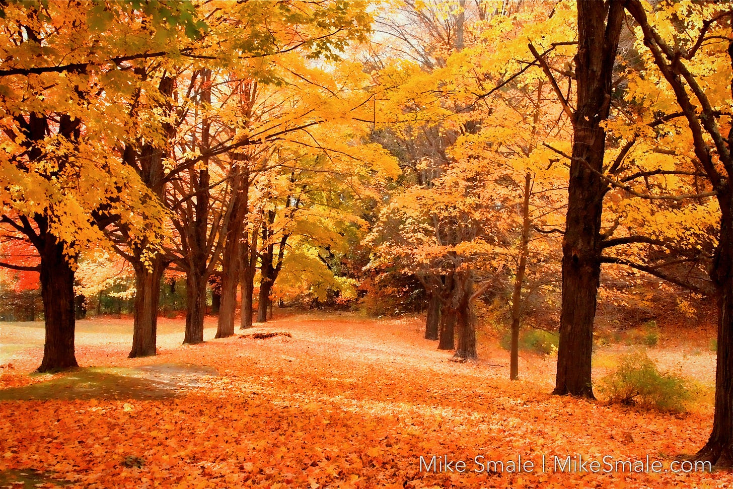 Two parallel rows of deciduous trees emblazoned in orange and yellow in autumn.