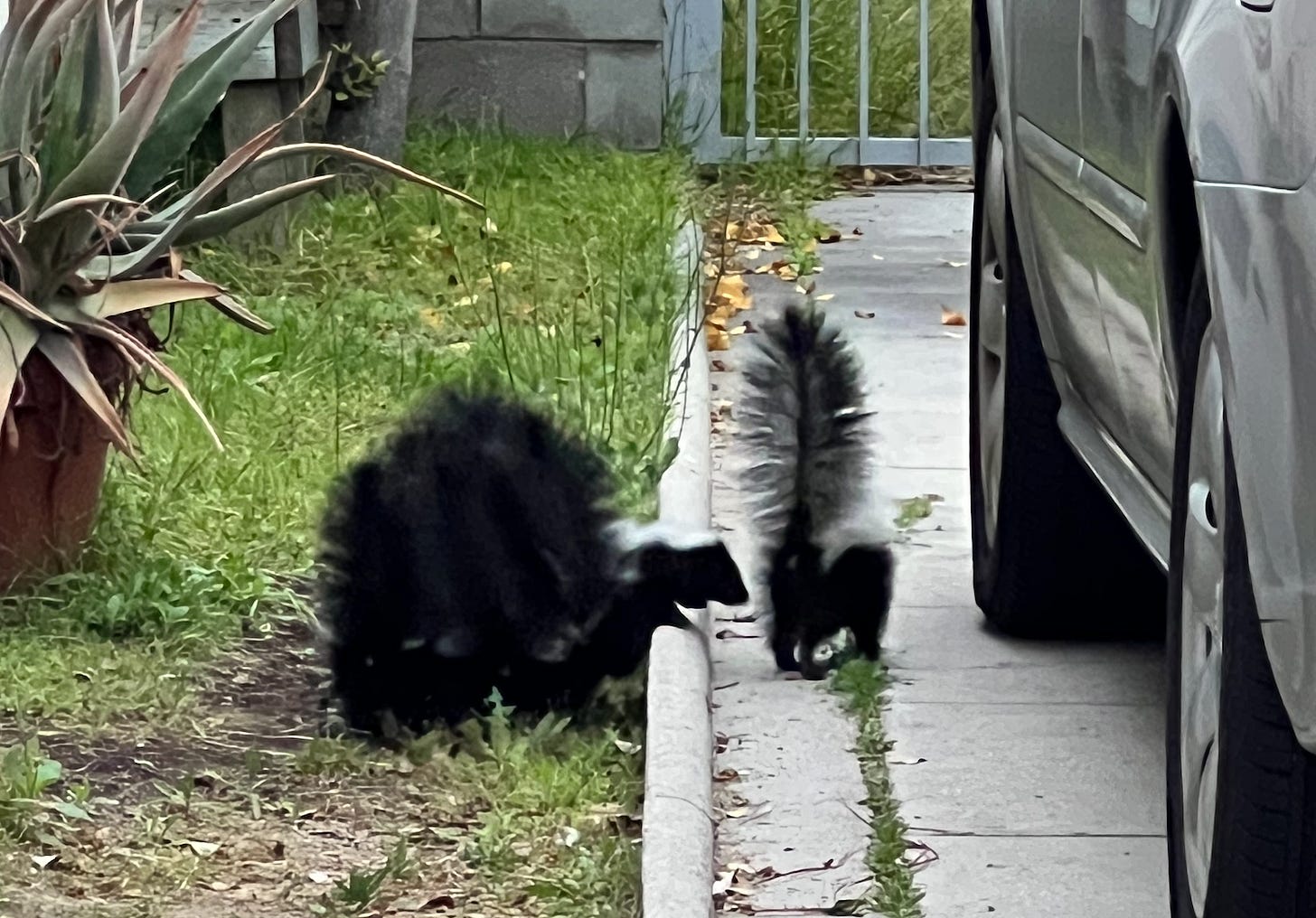 A family of skunks