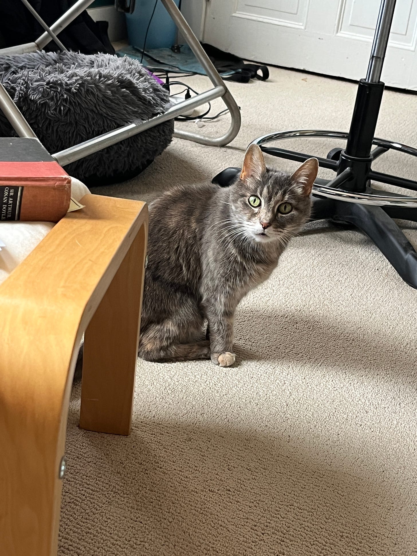 A gray muted tortoise shell cat looks at the camera with a very clueless and innocent expression on her face