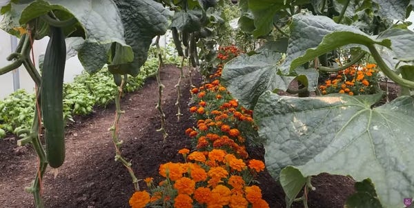 Cucumbers and orange flower beds together
