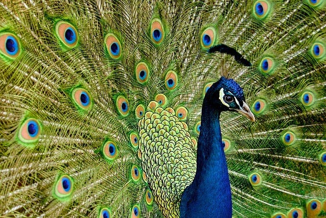 Free Peacock Bird photo and picture