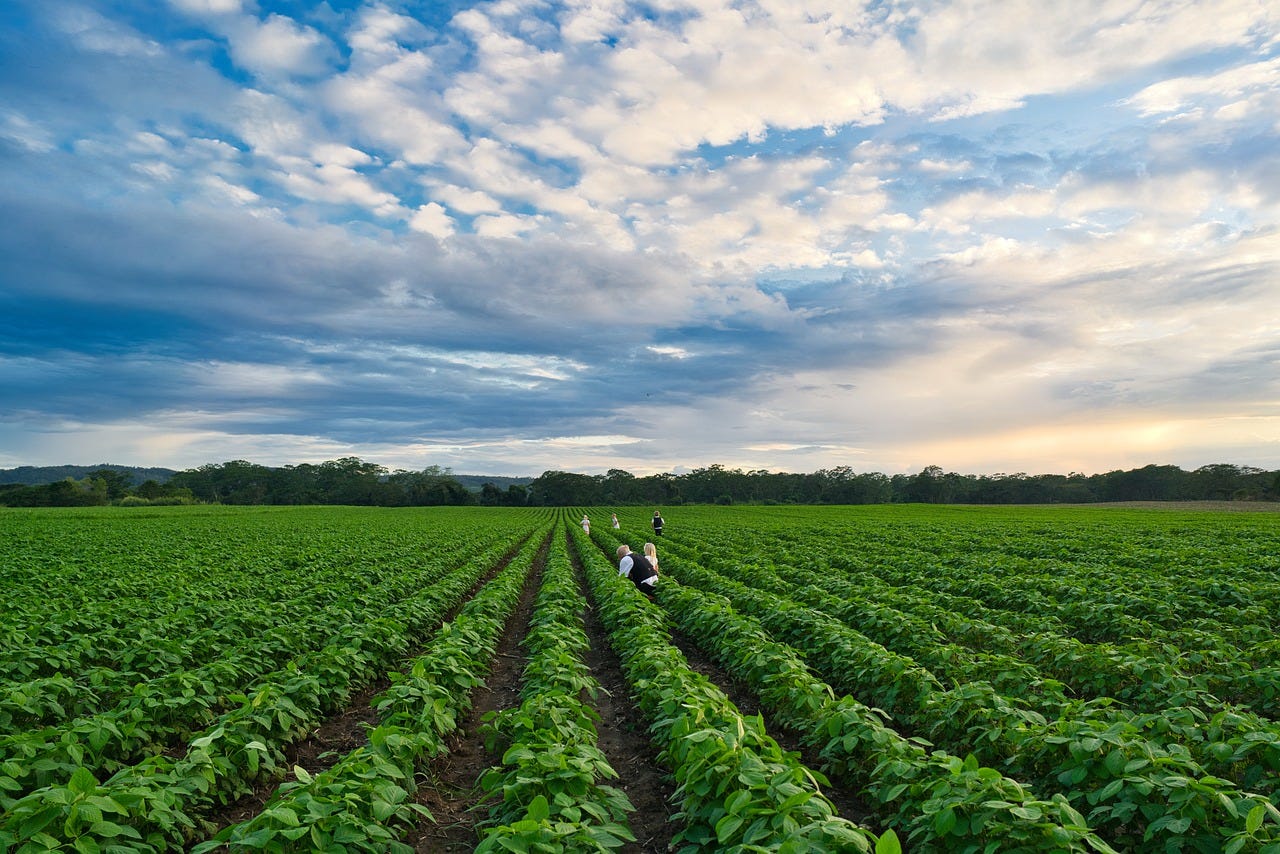 Free Field Farmer photo and picture