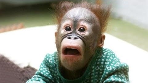 The Funniest Monkey Videos That Will Make You Laugh Hard - YouTube