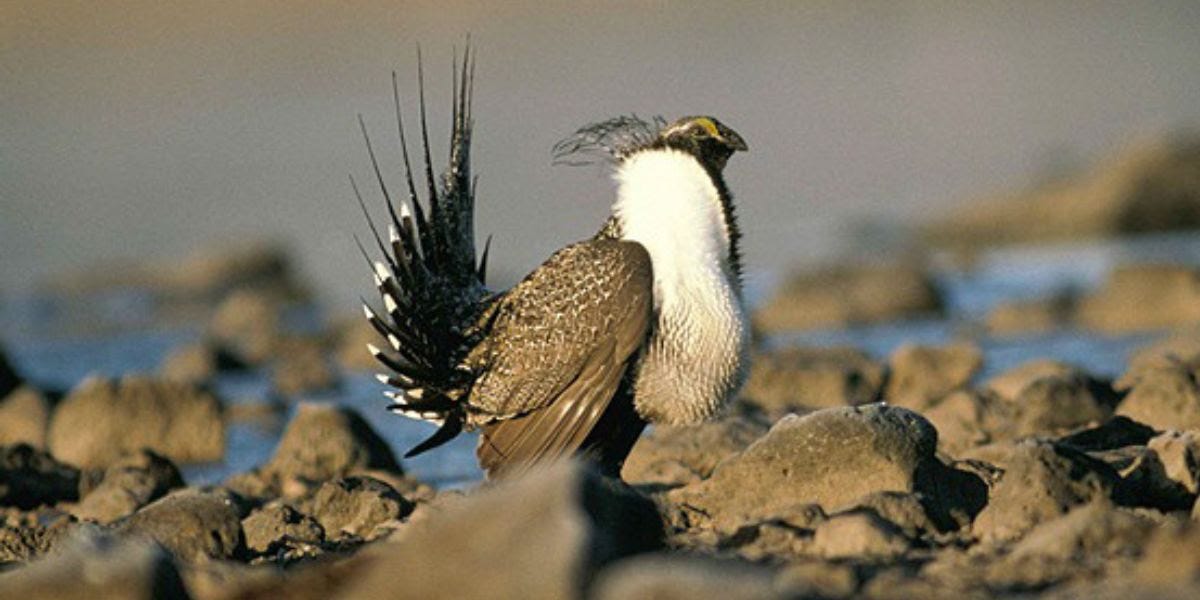 Profile of greater sage grouse among rocks