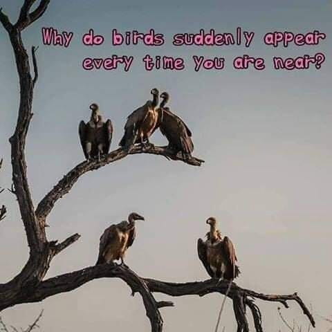 Photo of vultures on a tree.

Text: Why do birds suddenly appear every time you are near?