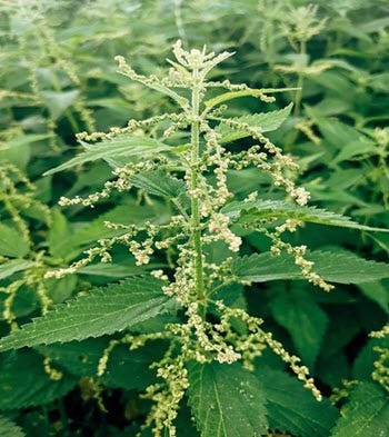 ettle seed head 