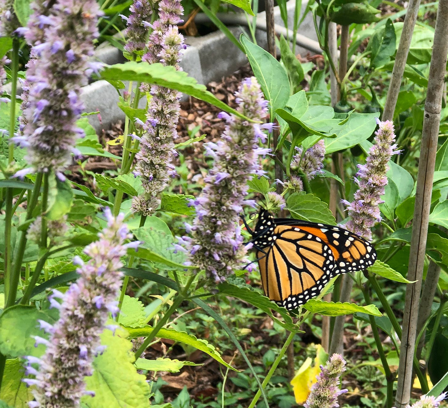 It's hard to get close enough to a Monarch butterfly  (on Anise Hyssop)