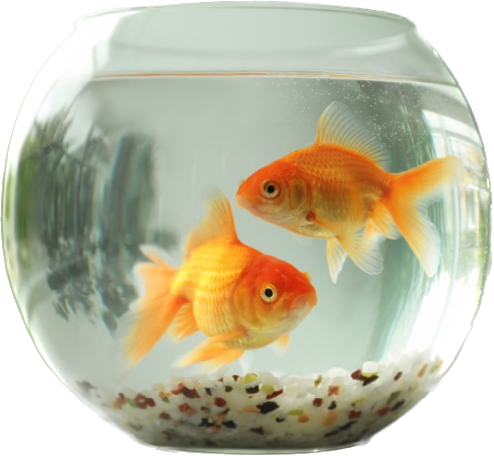 two goldfish swilling in a small goldfish bowl