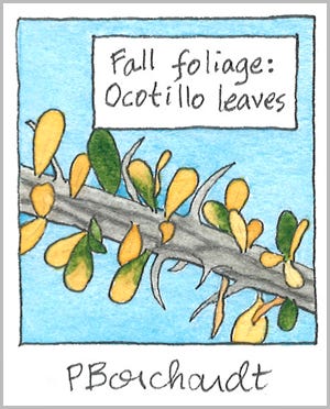 Ocotillo leaves in Fall foliage, detail from Tucson Yard Journal ~ September (pen & watercolor)