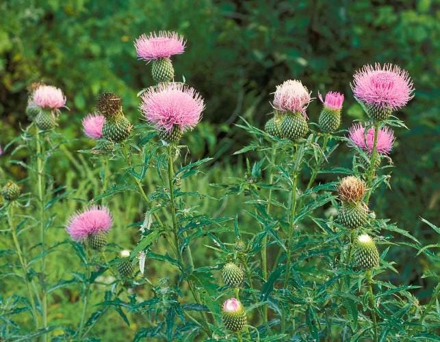 Tall Thistle | Missouri Department of Conservation
