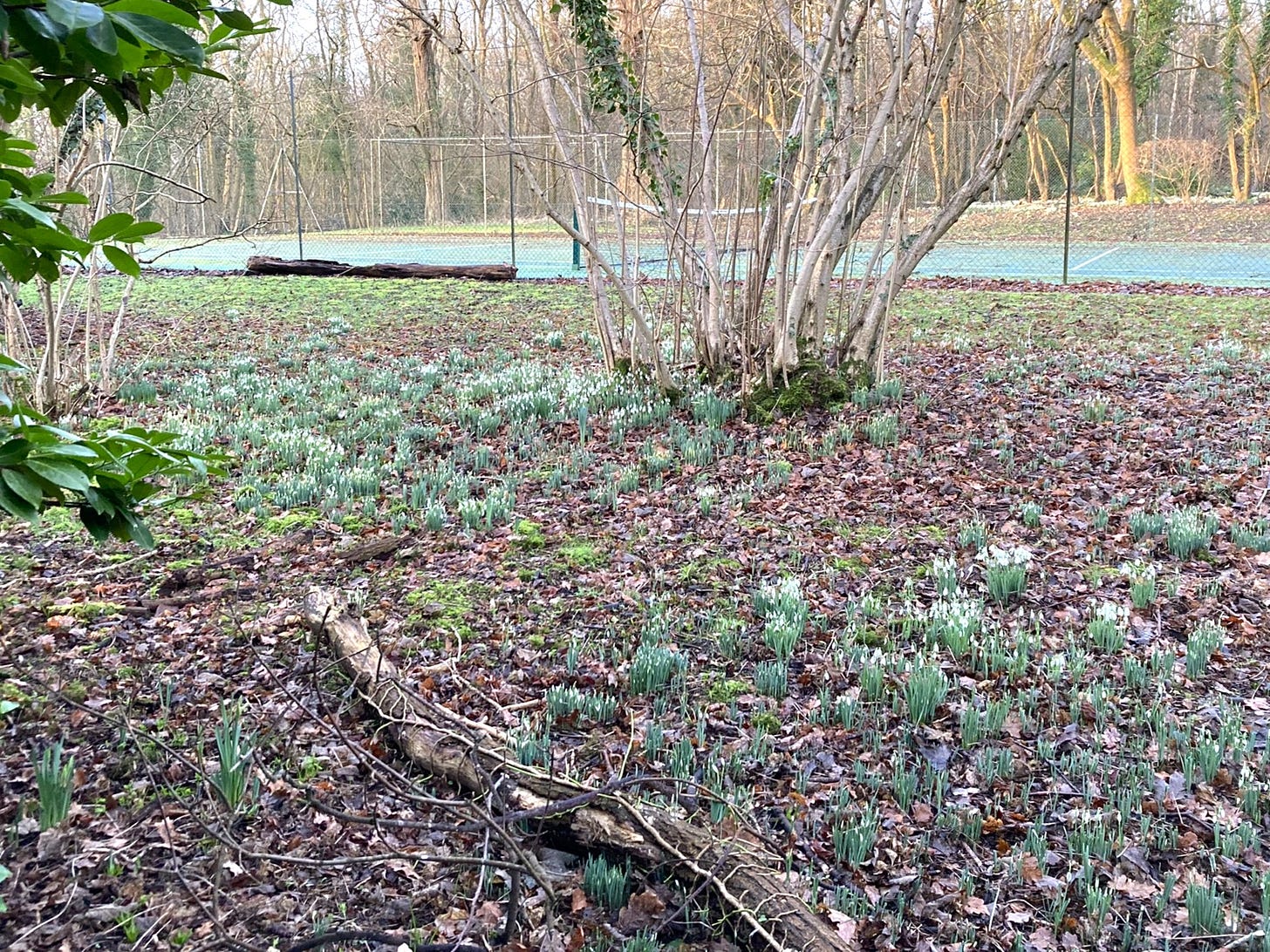 A grove of snowdrops growing through the dried leaves of winter.