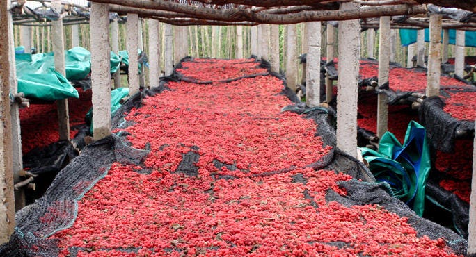 schizandra processing