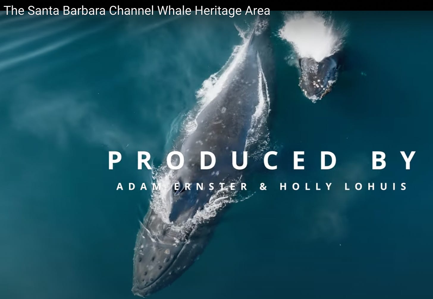 video The Santa Barbara Channel Whale Heritage Area