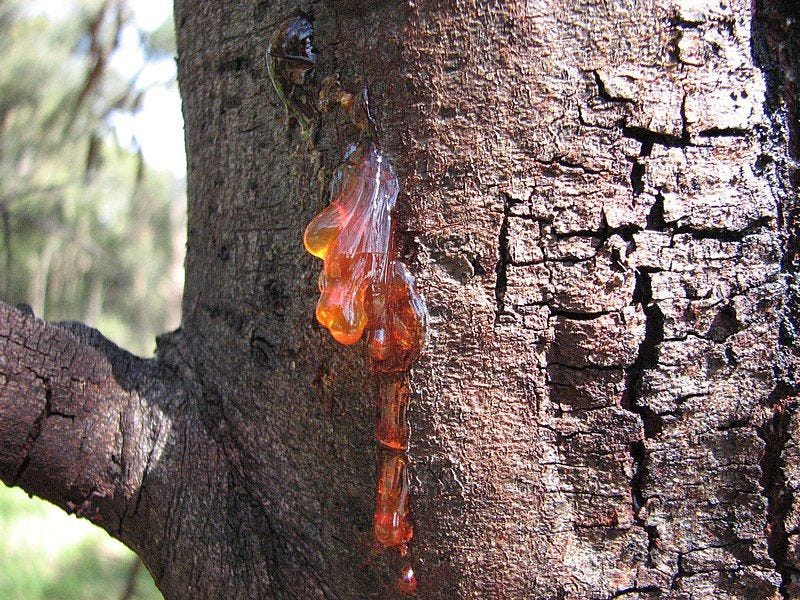 Acacia pycnantha [trunk and gum wikicommons].jpg