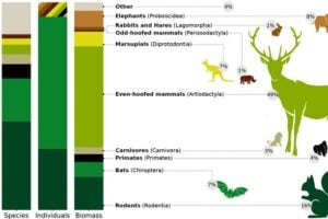 Sometimes more is less: Certain wild land mammals contribute relatively little to the global biomass despite having numerous individuals and species