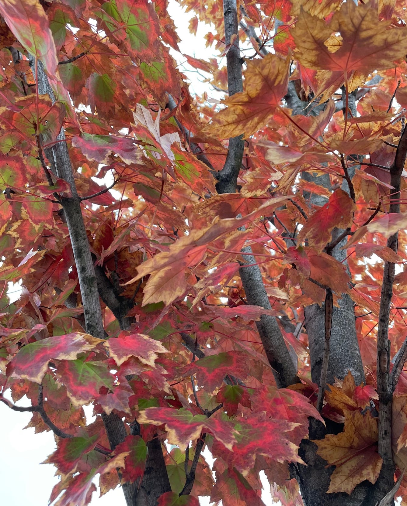 Amazing pattern of fall color on a maple tree
