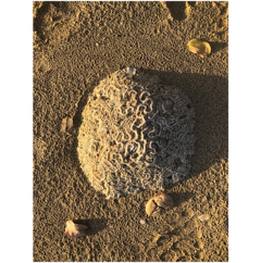 A round object in the sand

Description automatically generated