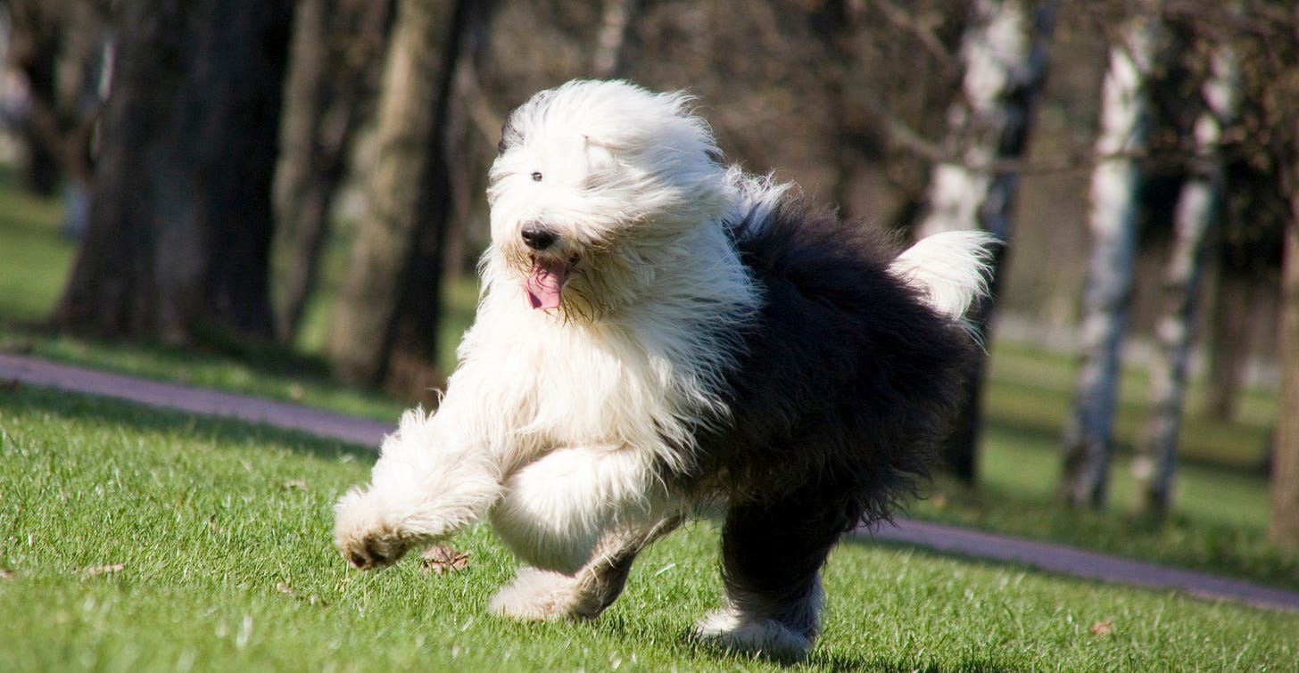 We Love Old English Sheepdogs! Fun, Loving and at Risk for Arthritis