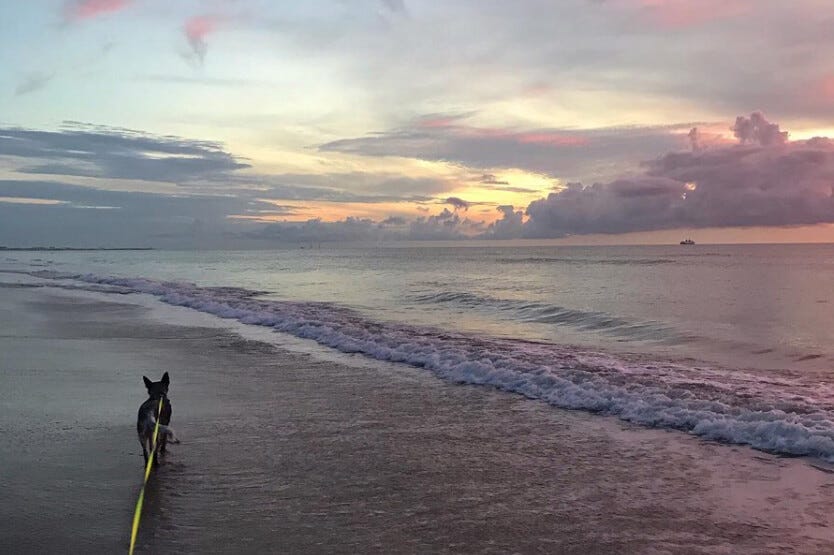 Scout the Australian cattle dog walking on the shore of Cocoa Beach's dog-friendly section during a beautiful sunrise