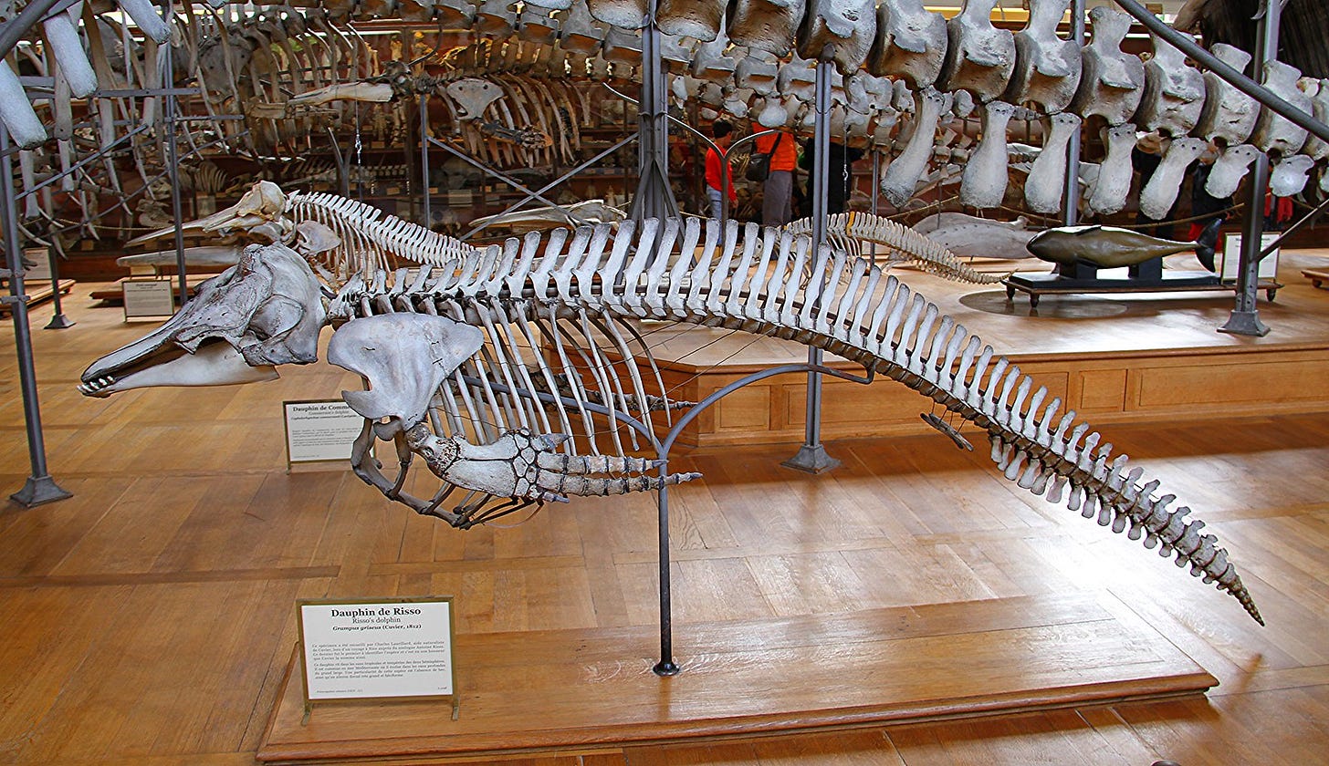 Risso's Dolphin Skeleton | Many Whale and Dolphin Skeletons … | Flickr