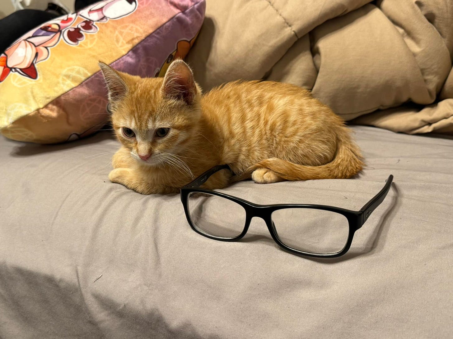 May be an image of cat and eyeglasses