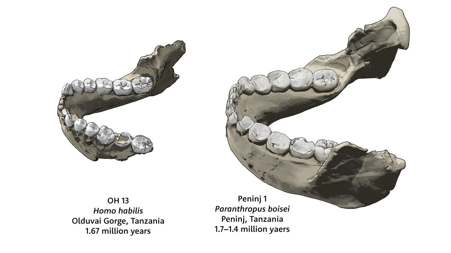 Views of the mandible of OH 13, Homo habilis, on the left and Peninj 1, Paranthropus boisei, on the right Views of the mandible of OH 13, Homo habilis, on the left and Peninj 1, Paranthropus boisei, on the right