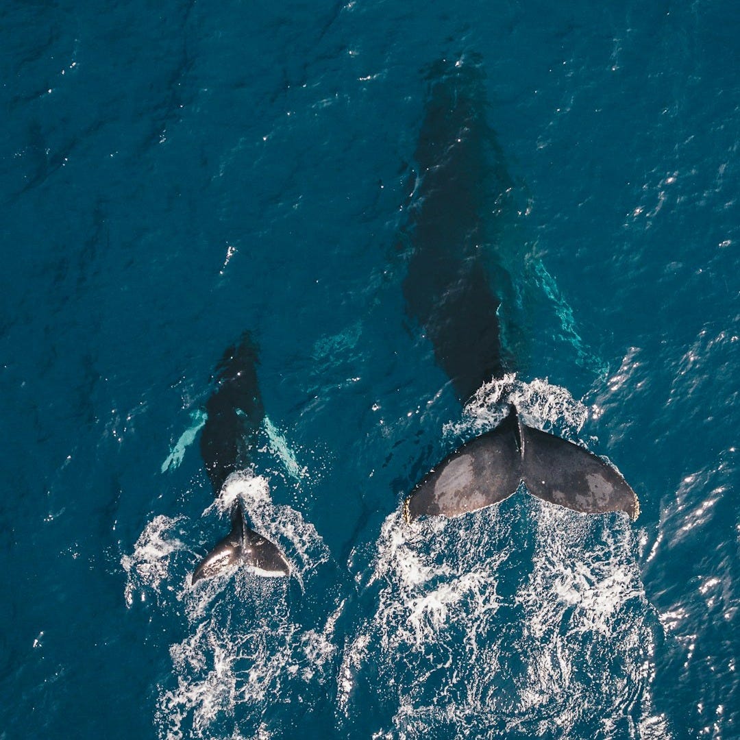 two black whales swimming in body of water two black whales swimming in body of water