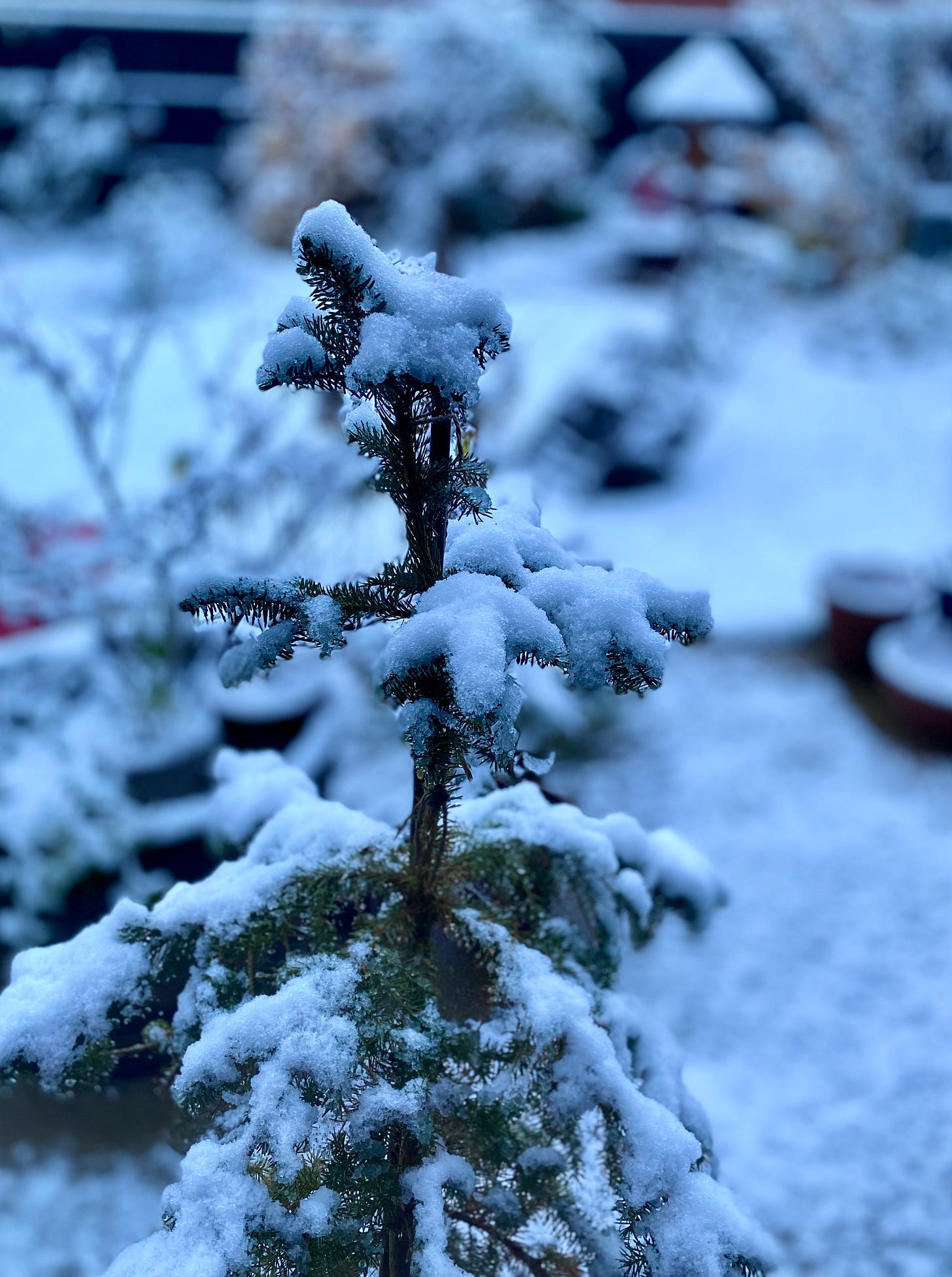 An image of a young snow covered fir tree, growing from a pot with a snow covered garden for a background.