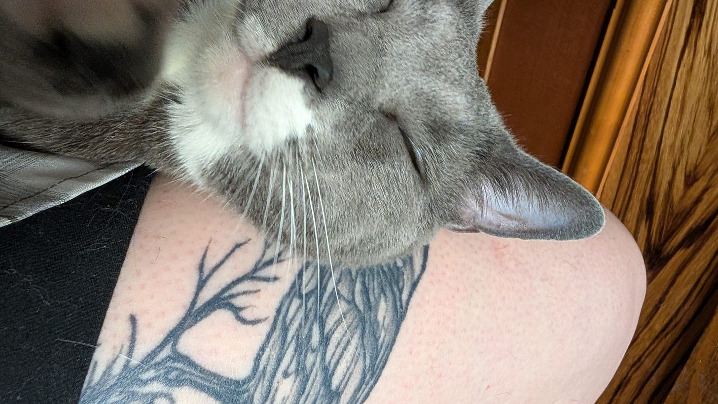 A very happy grey cat